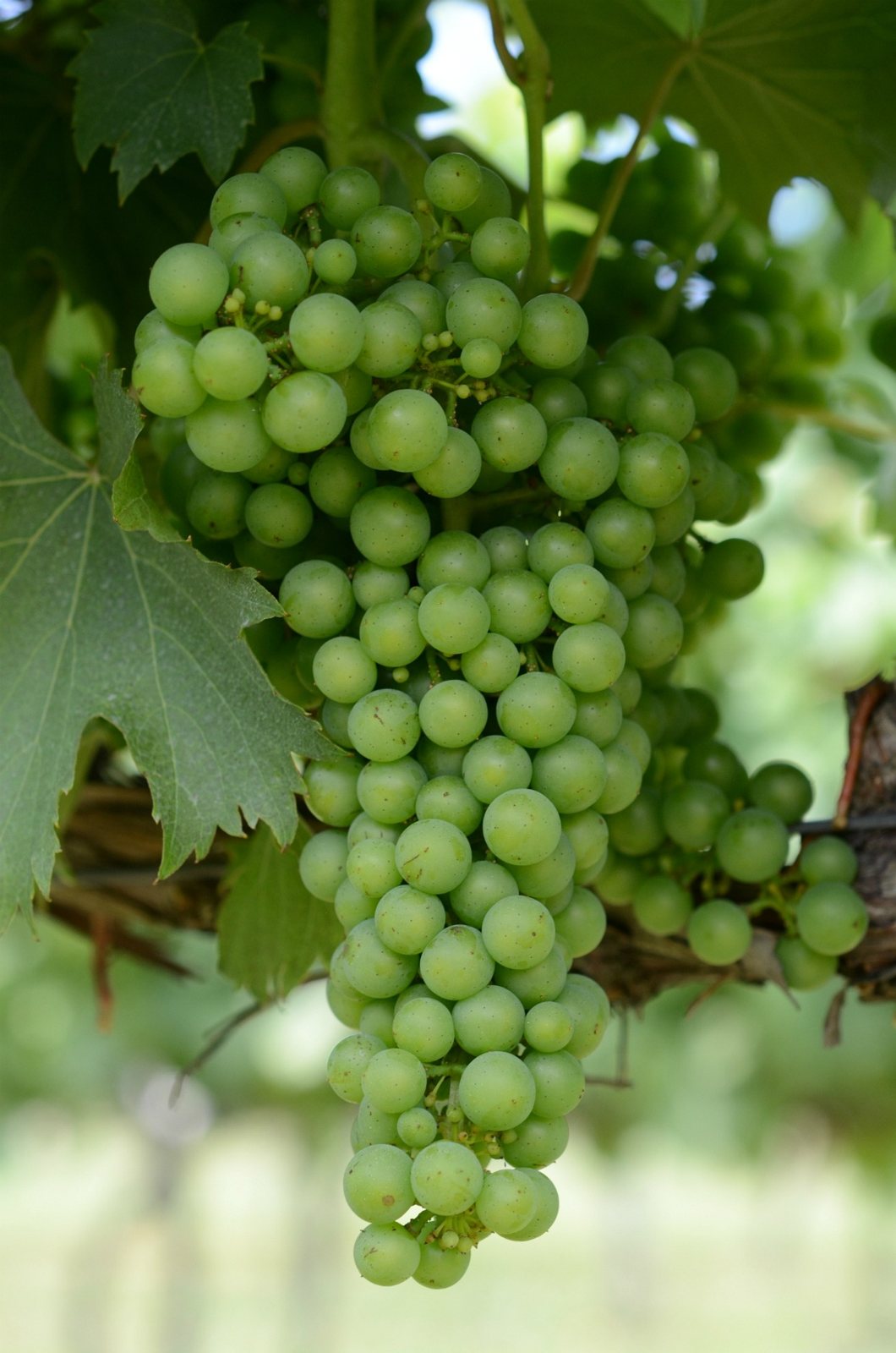 A cluster of unripe green Chambourcin grapes hanging from a vine among leaves