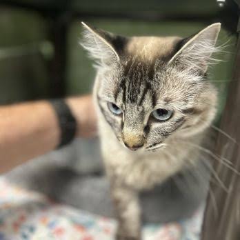 An adoptable cat at Catmosphere, Collingswood&rsquo;s new cat caf&eacute; on Haddon Avenue