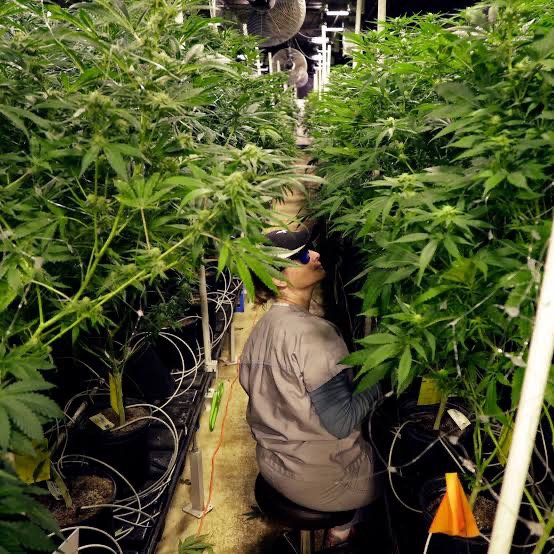 Worker inspecting cannabis plants inside a licensed New Jersey cultivation facility