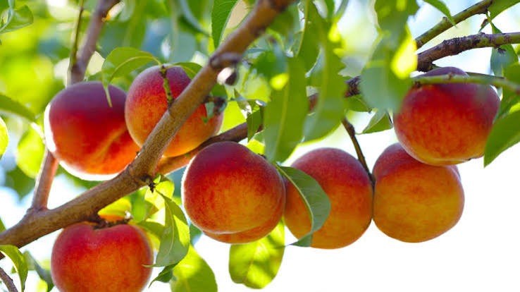 South Jersey peaches ripen on the branch after a devastating spring freeze