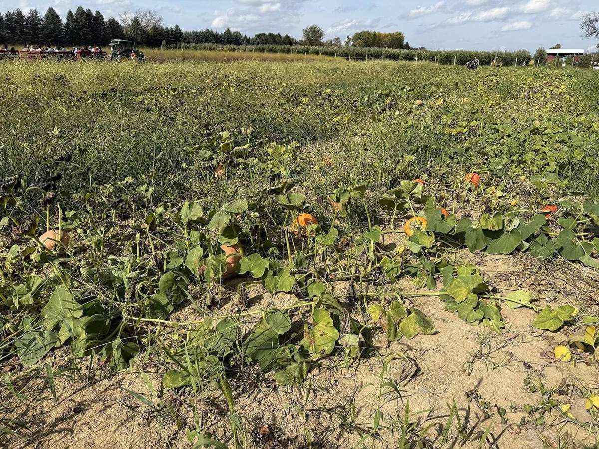 Orange pumpkins among green vines in a farm pumpkin patch, with a hay wagon of visitors in the distance